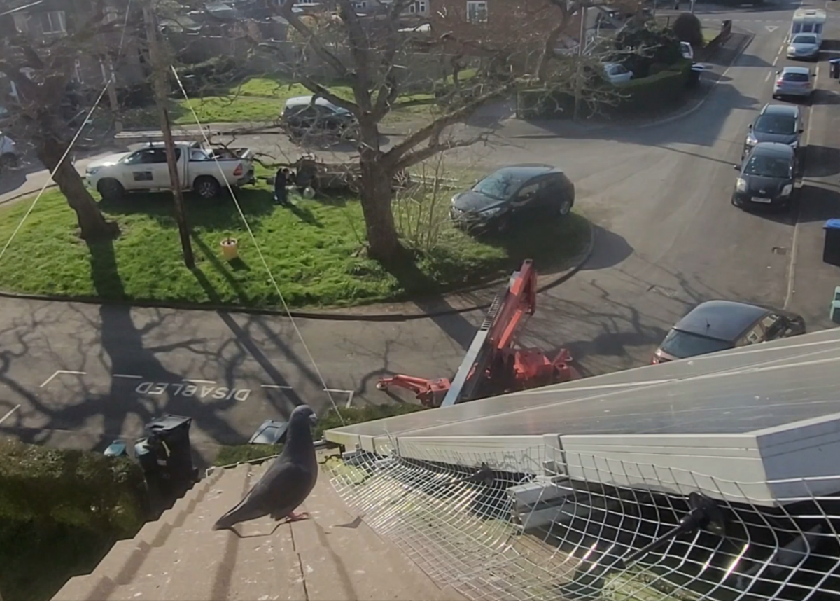 pidgin nesting under solar panels Photo show pigeon nesting underneath solar panels r h